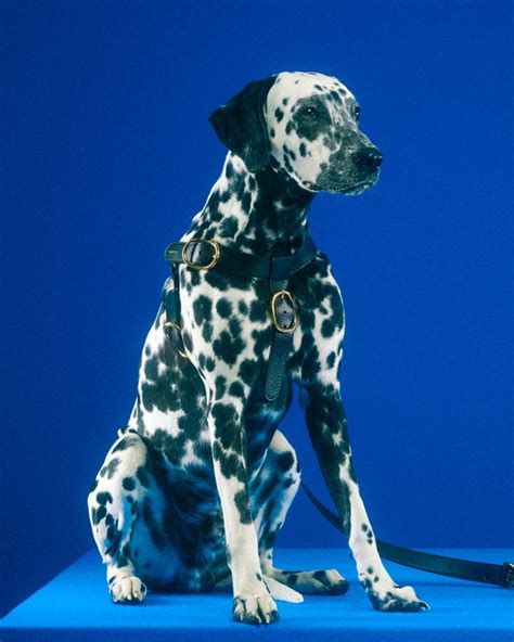 gucci dalmatian|Gucci dog accessories.